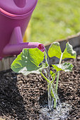 Plant a melon plant in a square vegetable garden in mid-May.