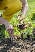 Transplanting of oak leaf lettuce plants in May.