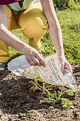 Ombrage de plant de laitue de type 'Feuille de chêne', en mai avec un papier journal.