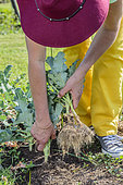 Lifting of broccoli plants that have finished yielding, before planting another vegetable in summer.