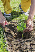Planting of a cucumber plant, in May.
