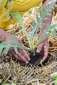 Planting an artichoke plant in spring.