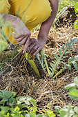 Planting an artichoke plant in spring.