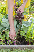 Beet harvest in a small vegetable garden at the end of spring.