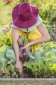 Beet harvest in a small vegetable garden at the end of spring.