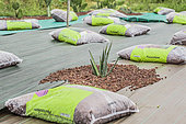 Creation of a dry garden (garden of succulents and plants without watering) on canvas camouflaged with pozzolana.
