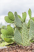 Cow's Tongue Prickly Pear Cactus (Opuntia linguiformis)