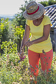 Woman pruning a 'Nazareth' sage in summer: blossoms faded of a sage for culinary use in summer.