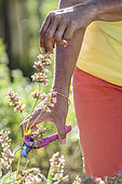 Woman pruning a 'Nazareth' sage in summer: blossoms faded of a sage for culinary use in summer.