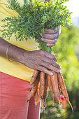 Harvest of 'Touchon' carrots, a variety recognizable by its fine, tapered tip.