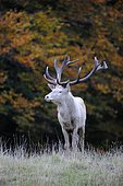 Red Deer (Cervus elaphus), white stag in autumn, Jaegersborg, Denmark, Scandinavia, Europe