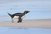 Rockhopper penguin (Eudyptes chrysocome), Sandy bay, Bleaker island, Falkland, January 2018