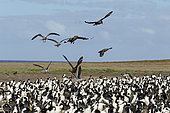 Brown skuas and Dolphin gulls attacking Imperial cormorant to the nesting colony, Bleaker island, Falkland, January 2018