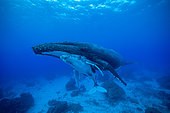 Humpback whale (Megaptera novaeangliae) and its calf resting above a coral reef on an island in the Pacific Ocean.