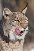 Eurasian lynx (Lynx lynx), portrait, licking its mouth, captive, North Rhine-Westphalia, Germany, Europe