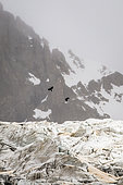 Alpine Chough (Pyrrhocorax graculus) in flight over the Glacier Blanc, Ecrins National Park, Alps, France