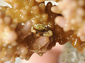 Tiny Commensal Crab (Cymo sp.) hidden between branches of a Hard Coral in a marine aquarium