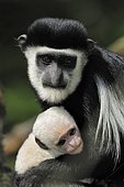 Guereza, Mantled guereza or Black and White Colobus Monkey (Colobus guereza), adolescent with baby, African species, captive, Netherlands, Europe