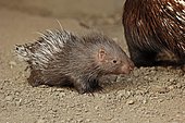 Indian crested porcupine (Hystrix indica, Hystrix leucura), young animal, native to the Middle East and India, captive, Germany, Europe