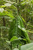 Plant formed into a tent by tent-making bats (Uroderma bilobatum), Tirimbina Ecological Reserve, La Virgen, Costa Rica, Central America