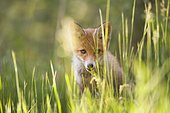 Red fox (Vulpes vulpes), cub in grass, Germany, Europe