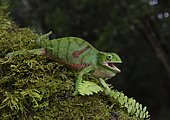 Chameleon (Furcifer timoni), female, North Madagascar, Madagascar, Africa