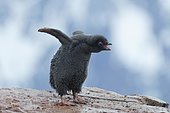 Adelie Penguin (Pygoscelis adeliae), Young bird, with wings spread, Petermann Island, Wilhelm Archipelago, Antarctic Peninsula, Antarctica