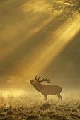 Enormous Red deer (Cervus elaphus), roars in the rut, sunrise with sunrays in early fog, Jägersborg, Denmark, Europe