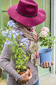 Woman returning from flowering and frosty plants in a veranda, sheltered from frost.