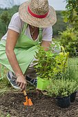 Woman planting a plant of lemon balm in the vegetable garden in springtime