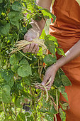 Harvest of climbing beans at maturity, once the pod is dry.