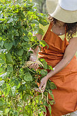 Harvest of climbing beans at maturity, once the pod is dry.