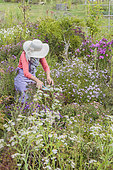 Woman picking flowers in an aster bed in autumn.