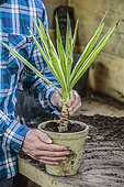 Regeneration of an indoor yucca (Yucca elephantipes) 'Jewel' step by step. 4: Cutting one end from the pruning.