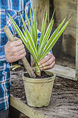 Regeneration of an indoor yucca (Yucca elephantipes) 'Jewel' step by step. 4: Cutting one end from the pruning.
