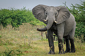 Magnificent african bush elephant (Loxodonta africana) bull in an aggressive posture. Selinda. Okavango Delta. Botswana