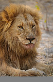 Gorgeous male lion (Panthera leo) with blood mane. Portrait (vertical) orientation and space for masthead and copy. Kalahari. Botswana.