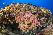 Pink tubular sponge (Haliclona (Reniera) mediterranea), in a coralligenous crevice. Rade de Villefranche-sur-Mer, Alpes-Maritimes, Provence-Alpes-Côte d'Azur region, France. Within the perimeter of the Cap Ferrat Natura 2000 site.