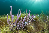 Ashy horny sponge (Haliclona cinerea) in the Thau lagoon (Bouzigues, Hérault, Occitania, France).