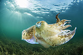 Common cuttlefish (Sepia officinalis)swimming in the Thau lagoon, Bouzigues, Hérault, Occitania, France.