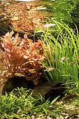 School of Lambchop rasboras (Trigonostigma espei) in fully planted aquarium