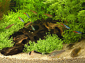 Neon tetras (Paracheirodon innesi), Flag tetras (Hyphessobrycon heterorhabdus) and Cory in aquarium