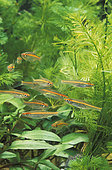 Redstripe rasboras (Trigonopoma pauciperforatum) in fully planted aquarium