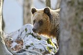 European brown bear or Eurasian brown bear (Ursus arctos arctos), bear looks out from behind a tree, Notranjska, Slovenia, Europe