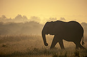 African bush elephant or African savanna elephant (Loxodonta africana) at sunrise. Madikwe Game Reserve. North West Province. South Africa