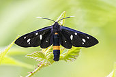 Nine-spotted Moth (Amata phegea), adult seen from the top, Campania, Italy