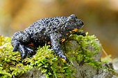 Apennine Yellow-bellied Toad (Bombina pachypus), side view of an adult on some moss, Campania, Italy