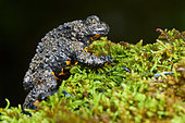 Apennine Yellow-bellied Toad (Bombina pachypus), side view of an adult on some moss, Campania, Italy