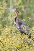 Purple Heron (Ardea purpurea), side view of an adult sperched in a tree, Campania, Italy