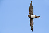 Alpine Swift (Tachymarptis melba), adult in flight seen from below, Campania, Italy